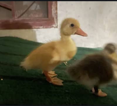 Duck baby pairs Rs. 1100 each pair
