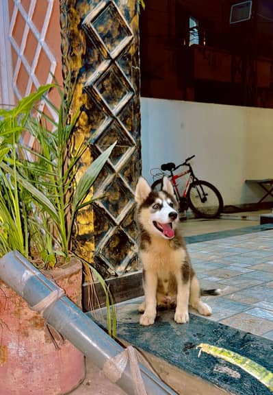 Husky male for sale age two months 30 k healthy and active 03184567893