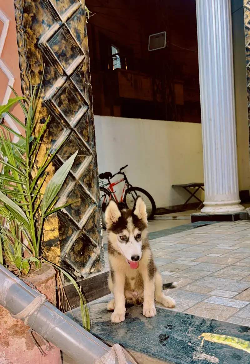 Husky male for sale age two months 30 k healthy and active 03184567893 — photo 2