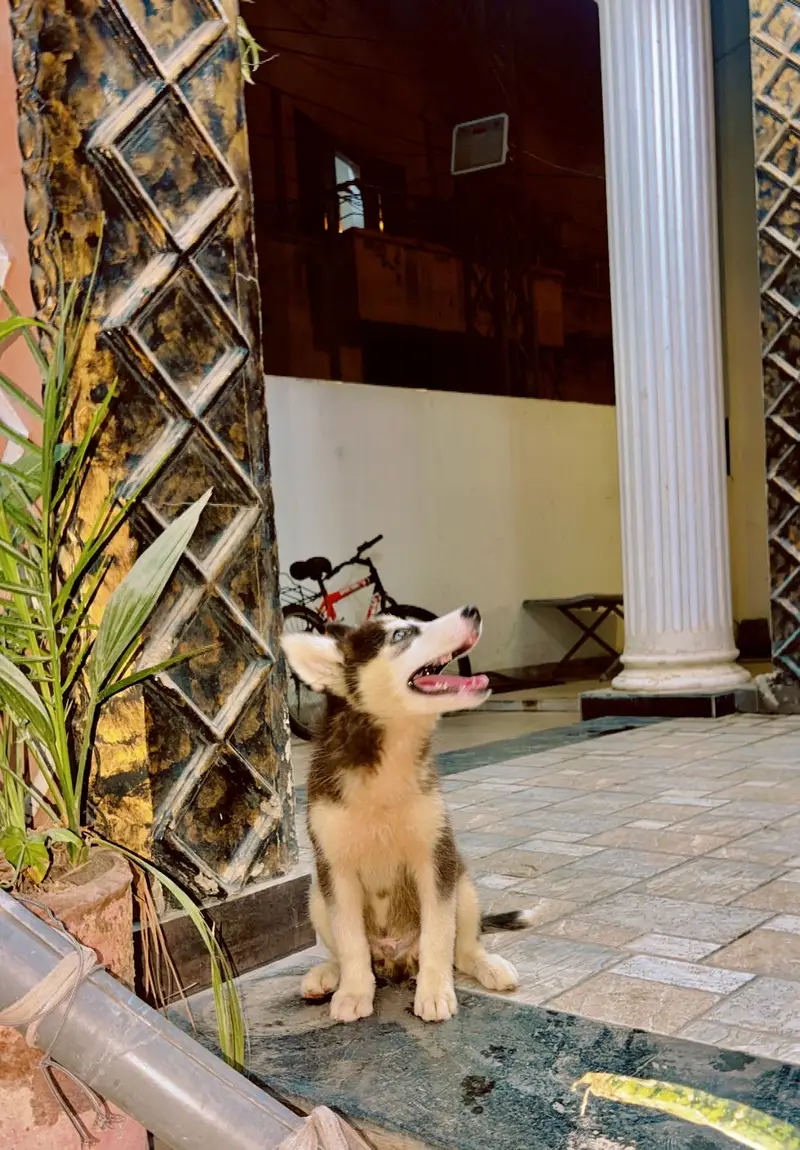 Husky male for sale age two months 30 k healthy and active 03184567893 — photo 3