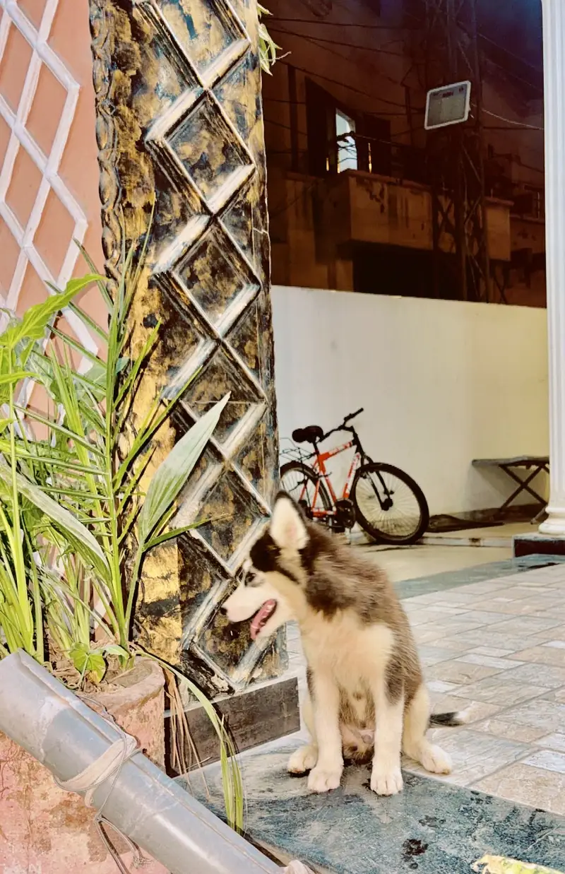 Husky male for sale age two months 30 k healthy and active 03184567893 — photo 4