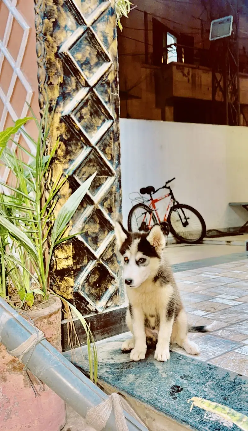 Husky male for sale age two months 30 k healthy and active 03184567893 — photo 5