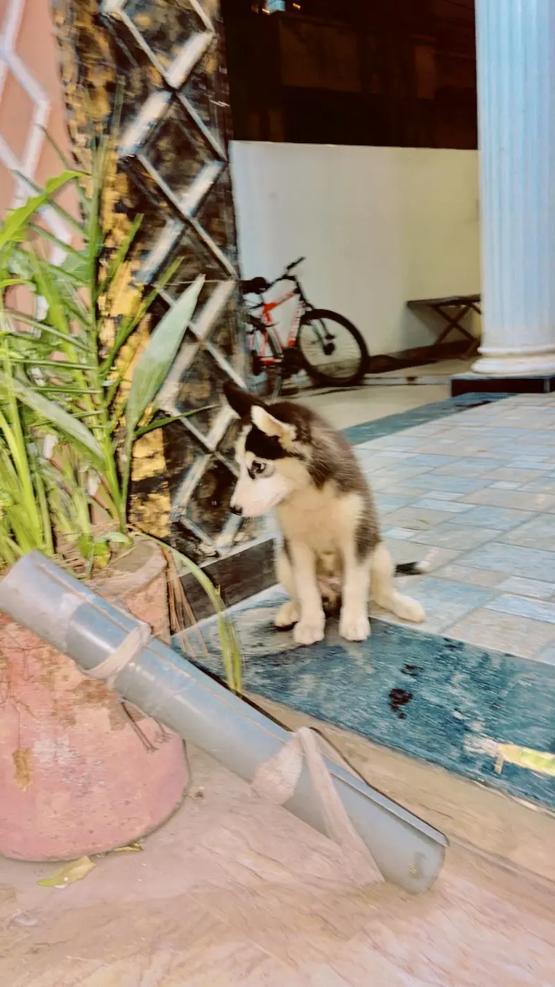 Husky male for sale age two months 30 k healthy and active 03184567893 — photo 6