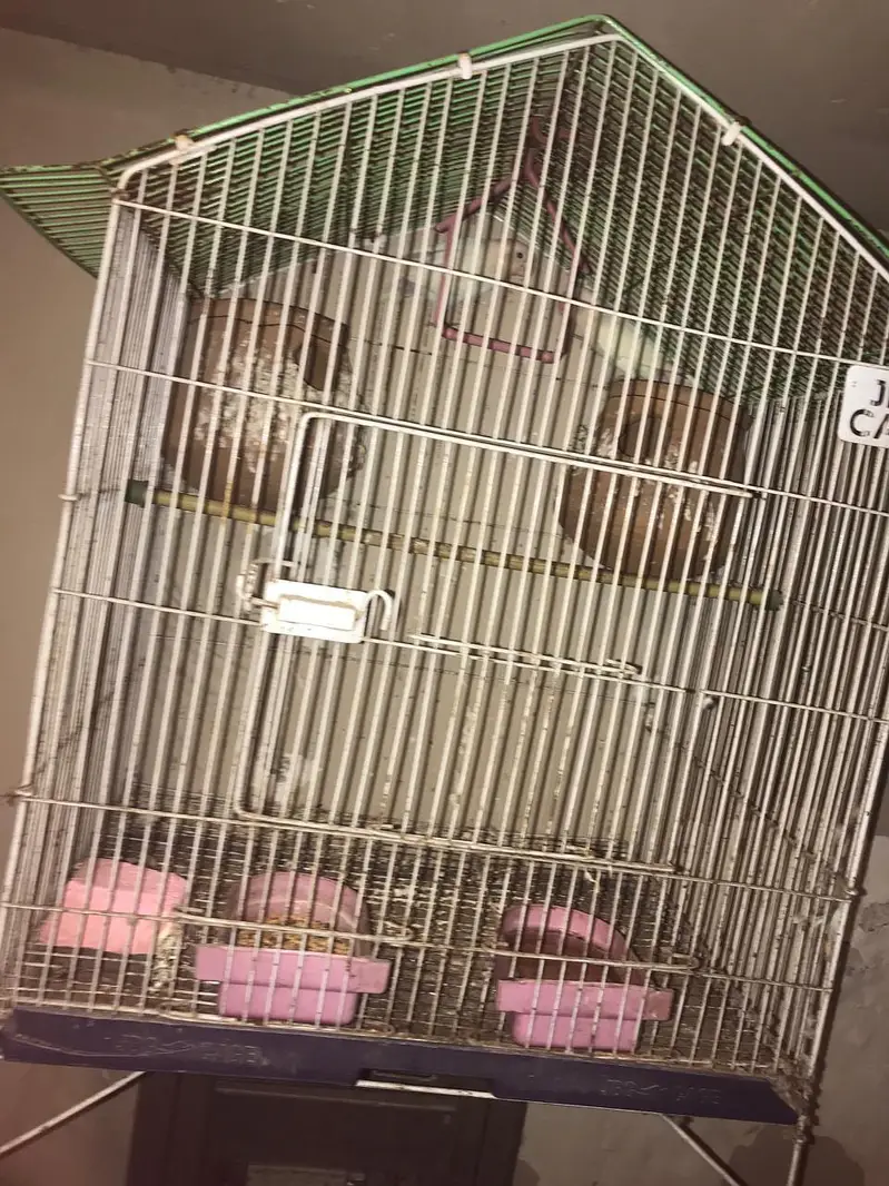 Love birds and their cage — photo 2