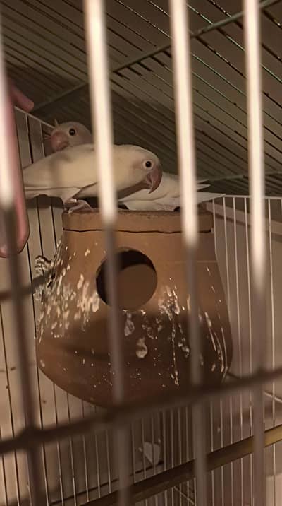 Love birds and their cage