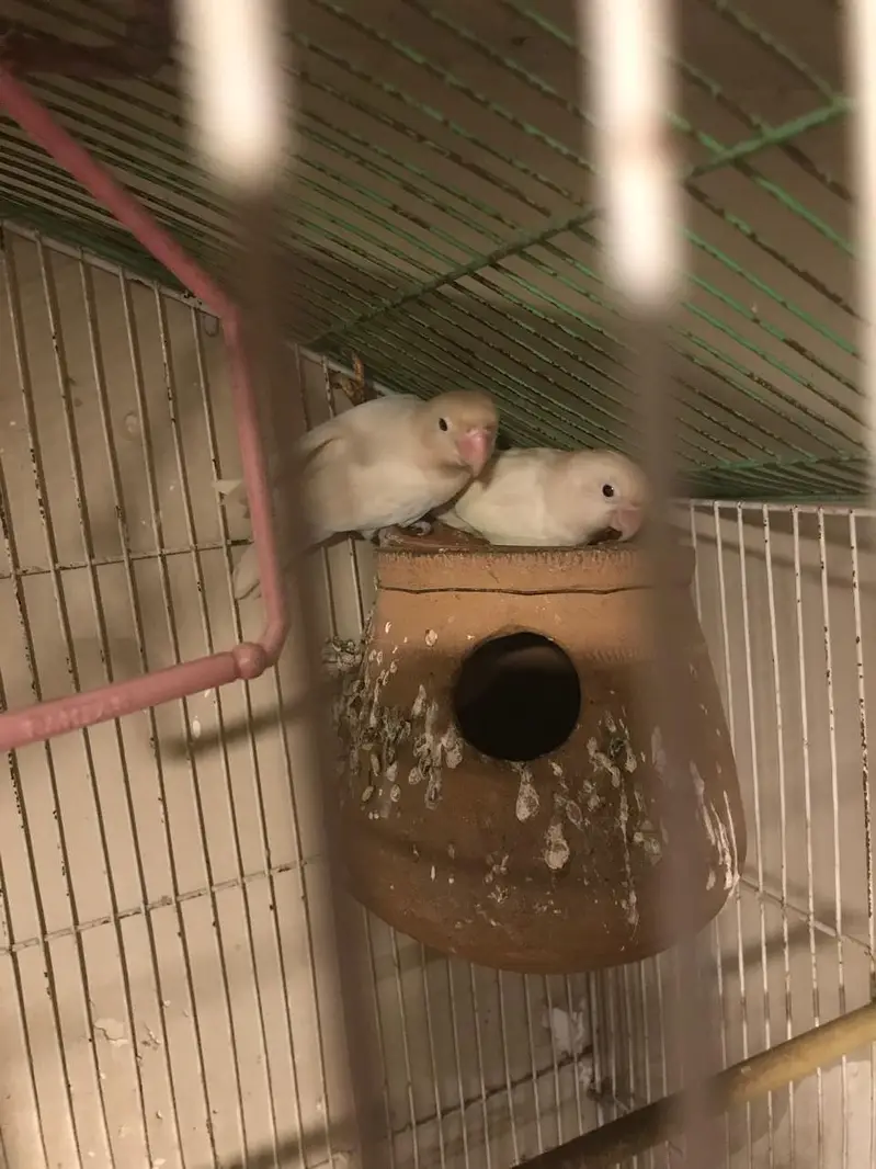 Love birds and their cage — photo 3