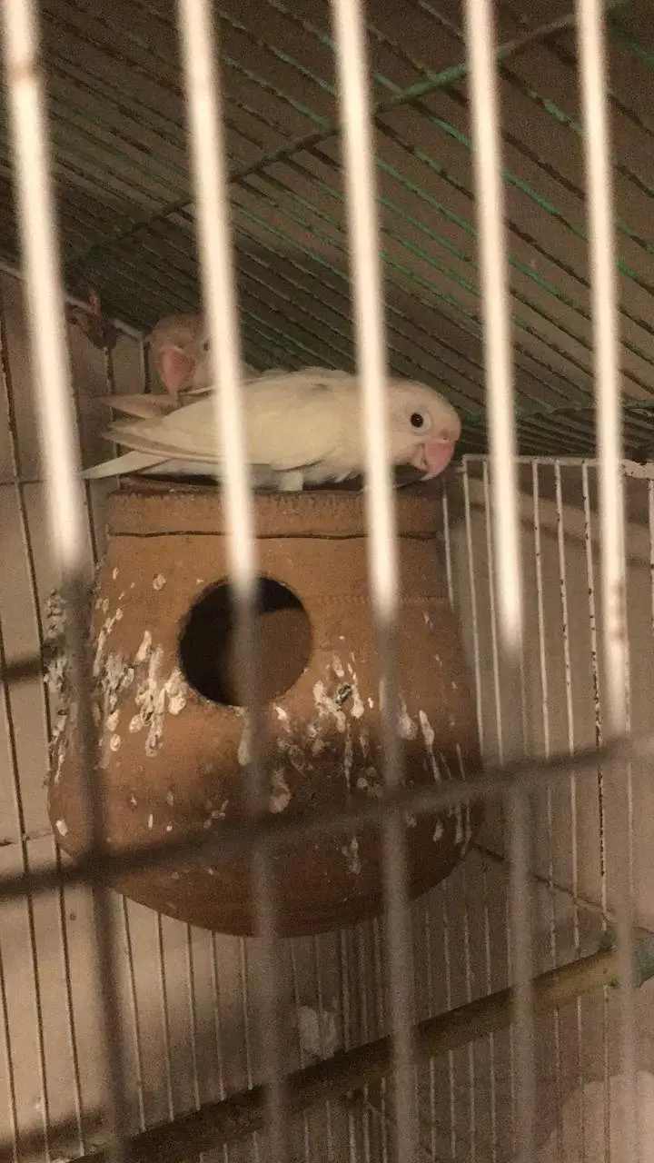 Love birds and their cage — photo 4