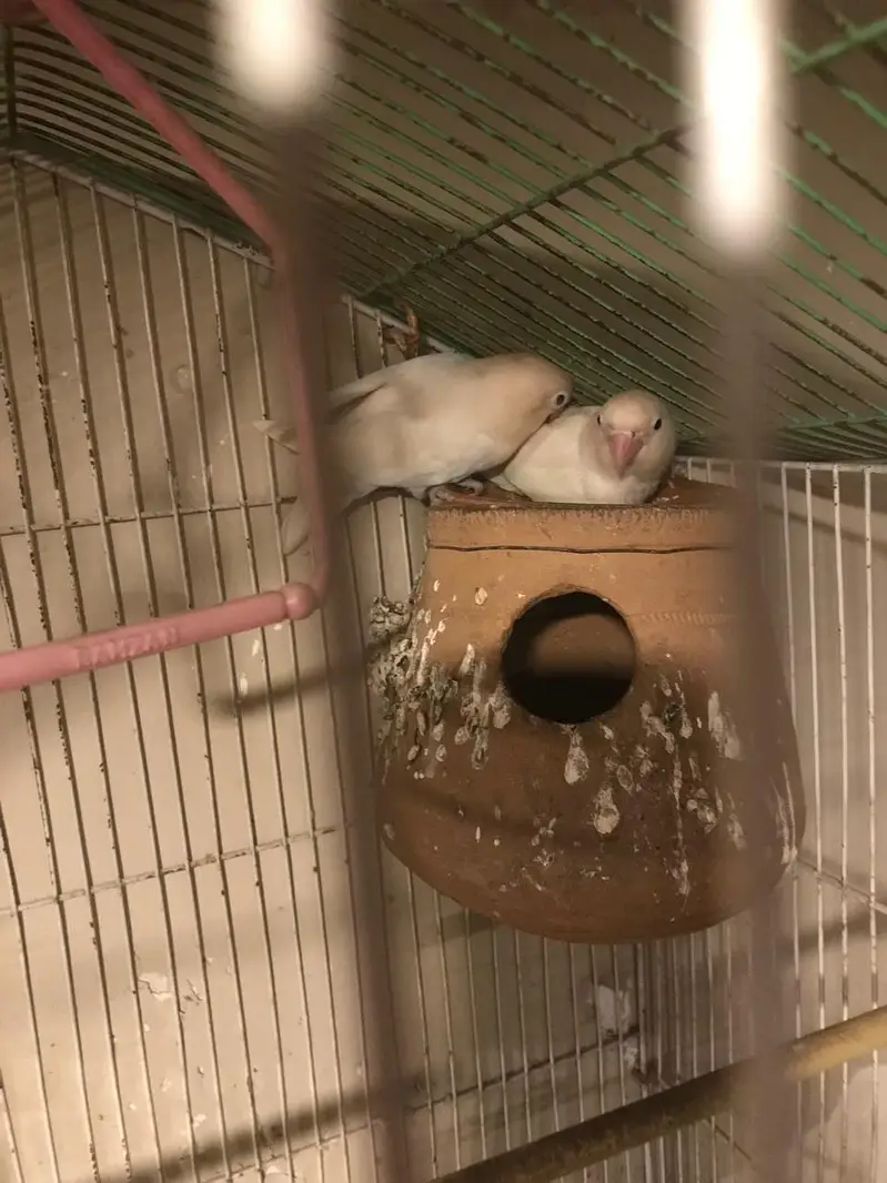 Love birds and their cage — photo 5