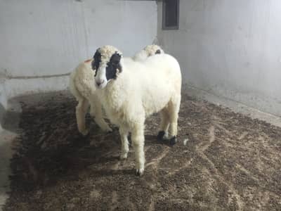 dumba for sale