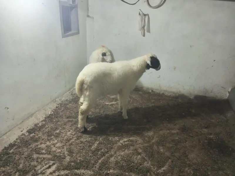 dumba for sale — photo 2