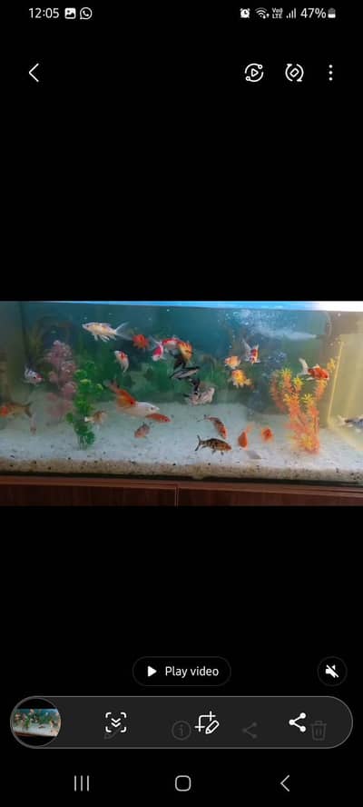 aquarium