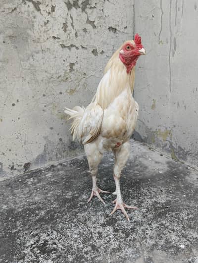Aseel Heera Patha available healthy and active. . .