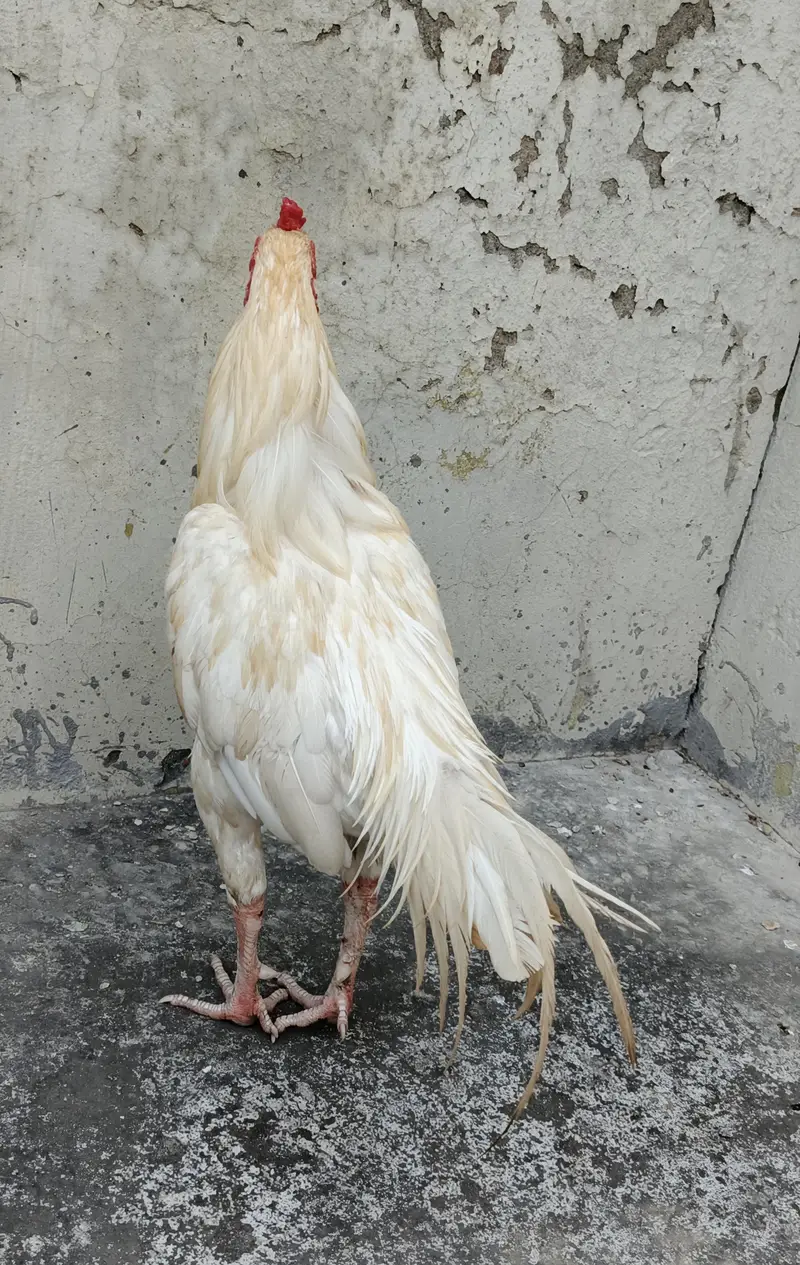 Aseel Heera Patha available healthy and active. . . — photo 3