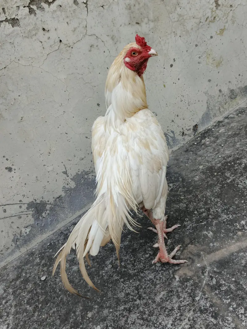 Aseel Heera Patha available healthy and active. . . — photo 4
