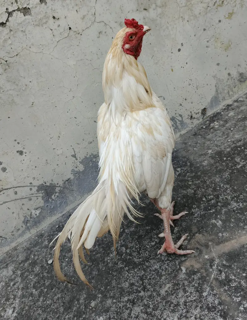 Aseel Heera Patha available healthy and active. . . — photo 5