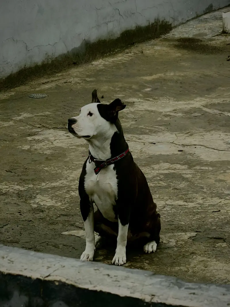 American Staffordshire old Bloodline