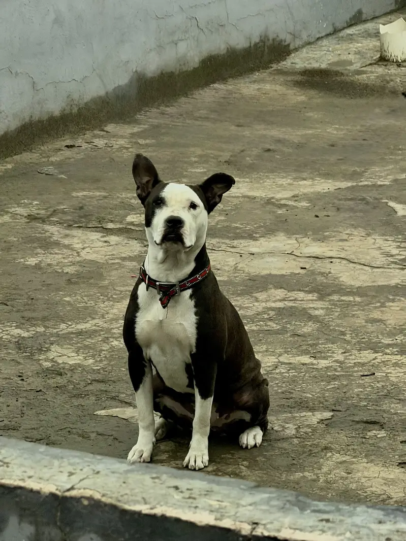 American Staffordshire old Bloodline — photo 2