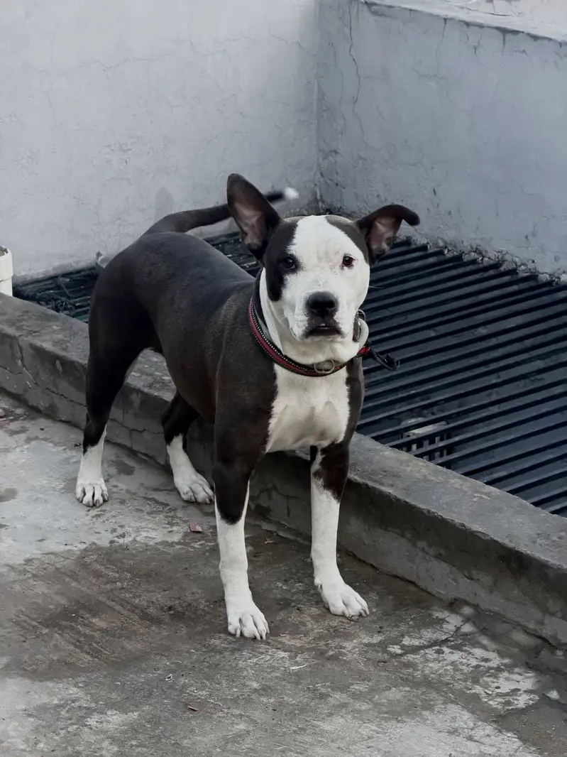 American Staffordshire old Bloodline — photo 3