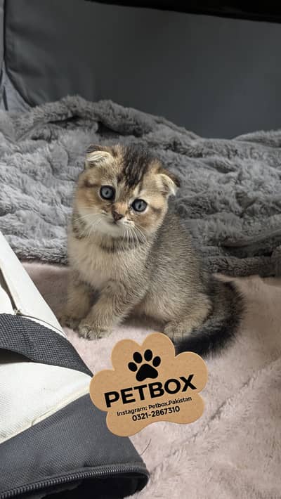 SCOTTISH FOLD GOLDEN KITTEN