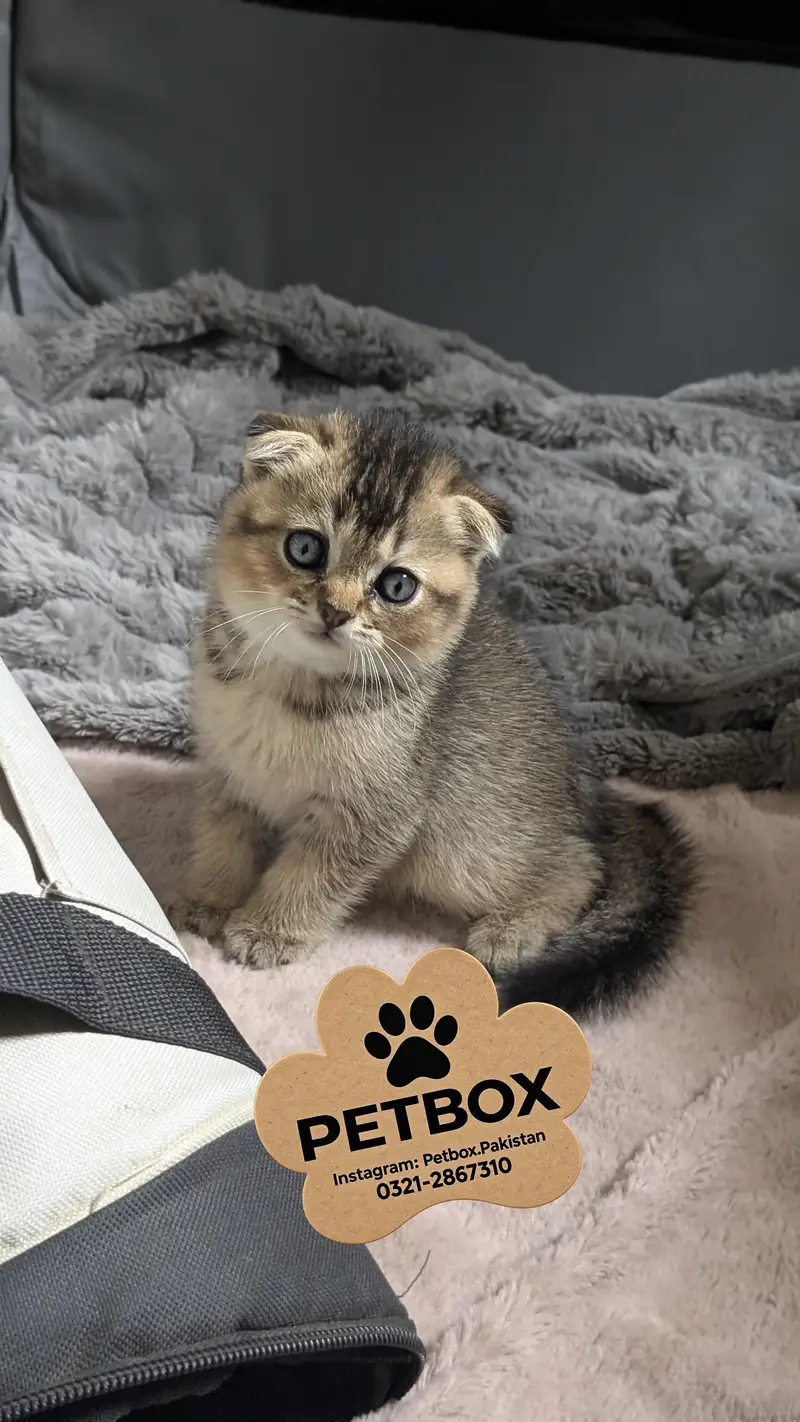 SCOTTISH FOLD GOLDEN KITTEN