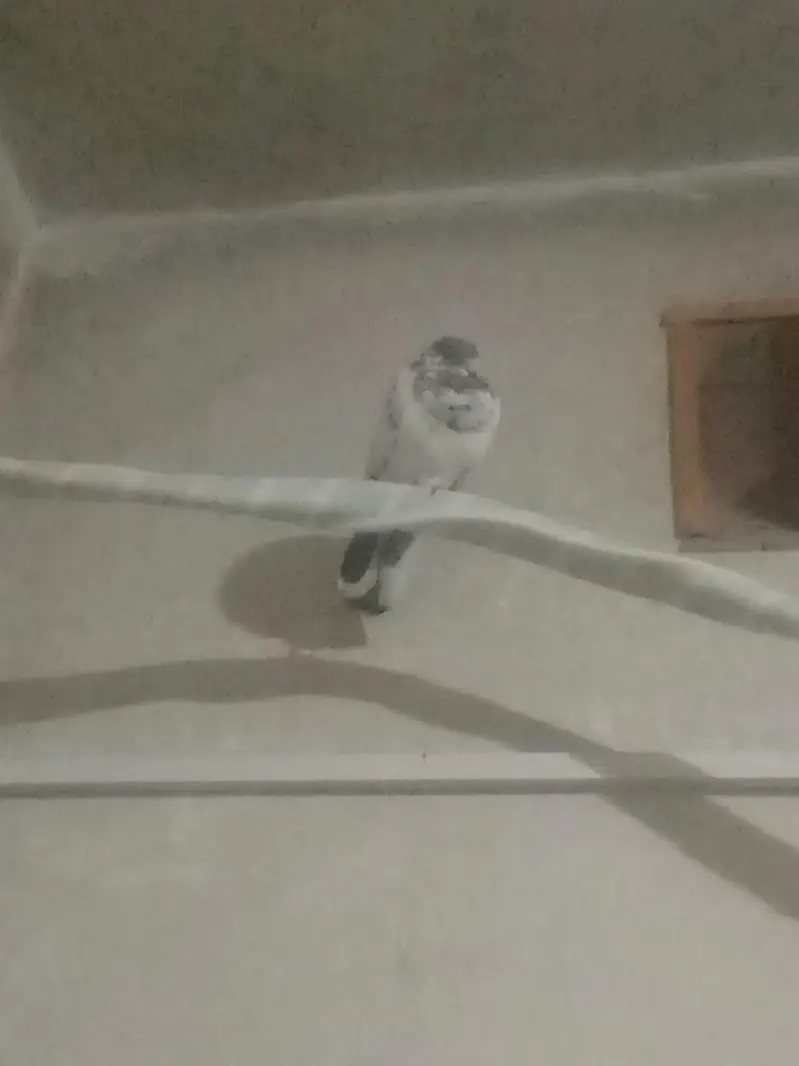 Nasal ka pata nhi ha q k ma shoqeen nhi hun — photo 3