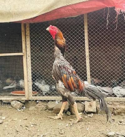 Japnies shamo long hight male