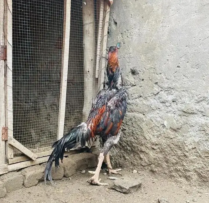 Japnies shamo long hight male — photo 2