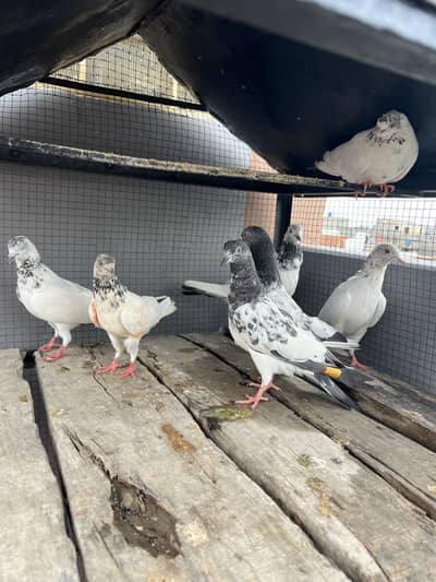 High flyer birds for sale