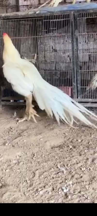 parat beek long taile Indian parrot Beak long taile chics available