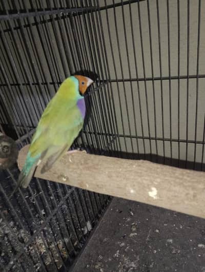 cocktail  ladygoldian white java all breeder pair
