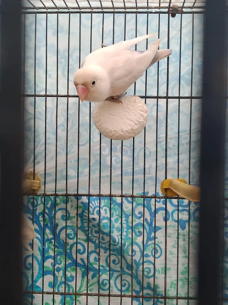 cocktail  ladygoldian white java all breeder pair — photo 6