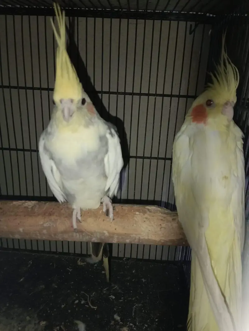 cocktail  ladygoldian white java all breeder pair — photo 9