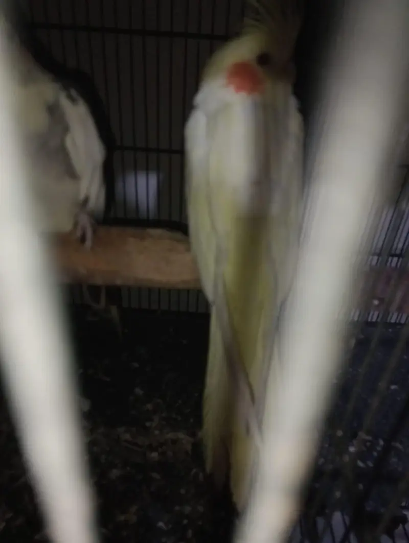 cocktail  ladygoldian white java all breeder pair — photo 10