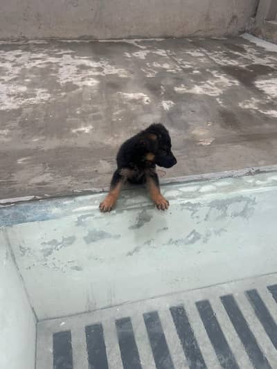 German Shepherd Dog puppies available male female