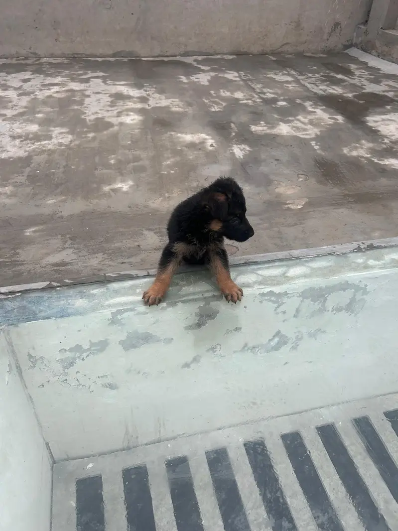 German Shepherd Dog puppies available male female