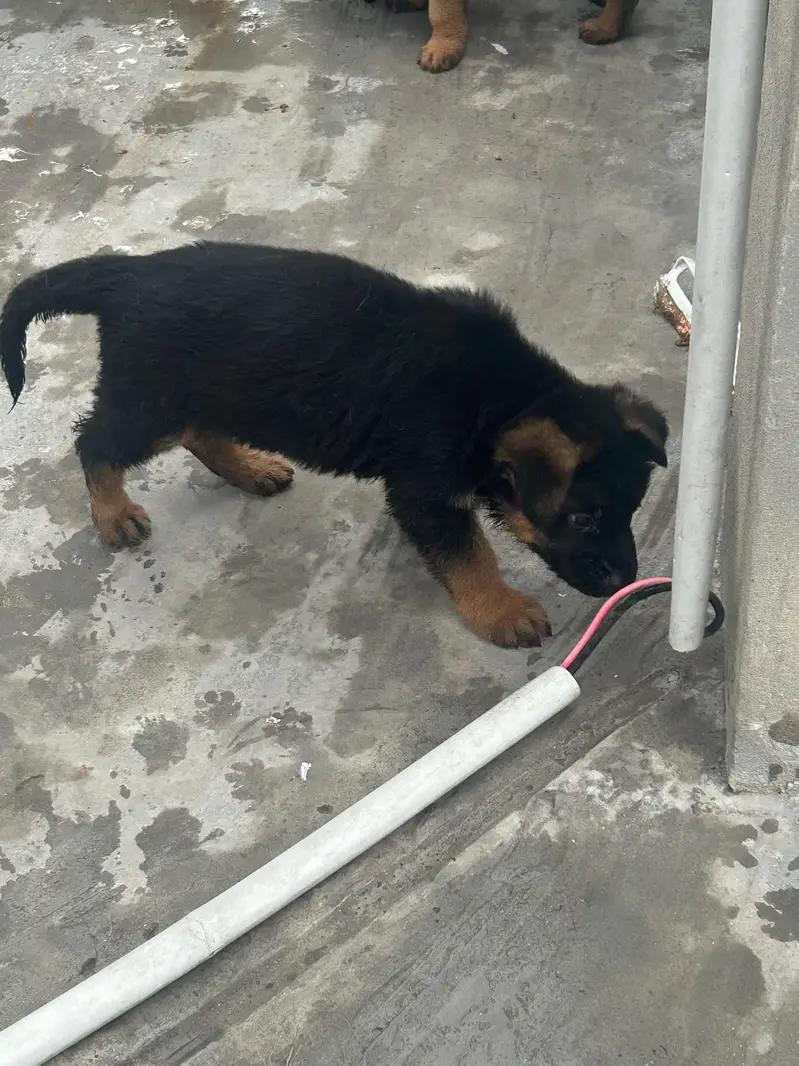 German Shepherd Dog puppies available male female — photo 2