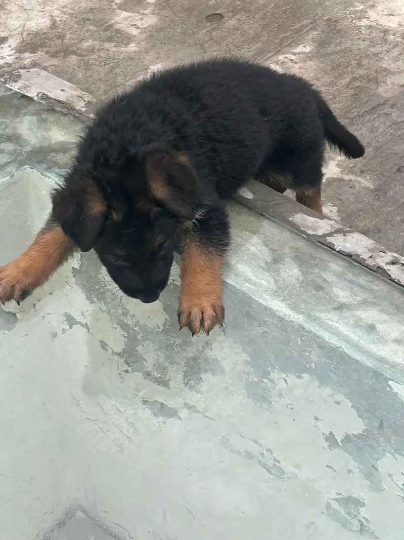 German Shepherd Dog puppies available male female — photo 3