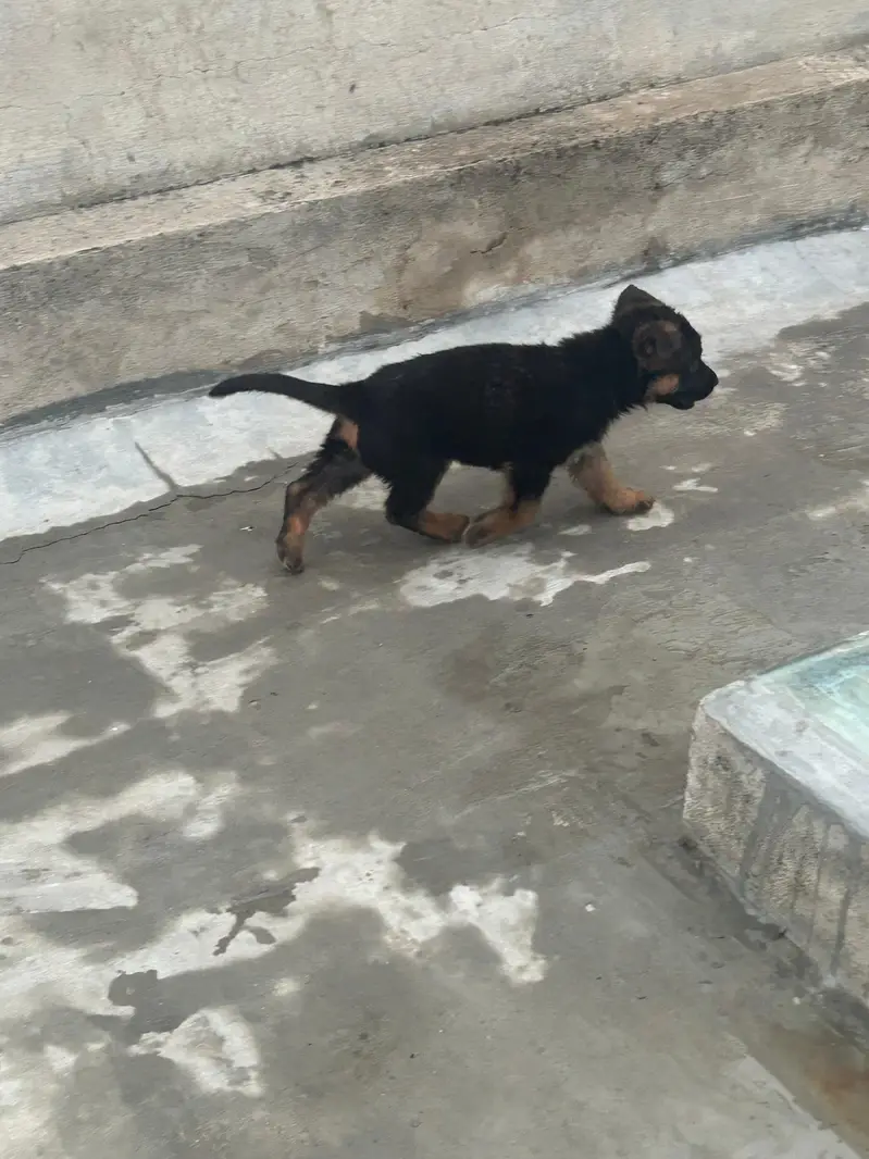 German Shepherd Dog puppies available male female — photo 4