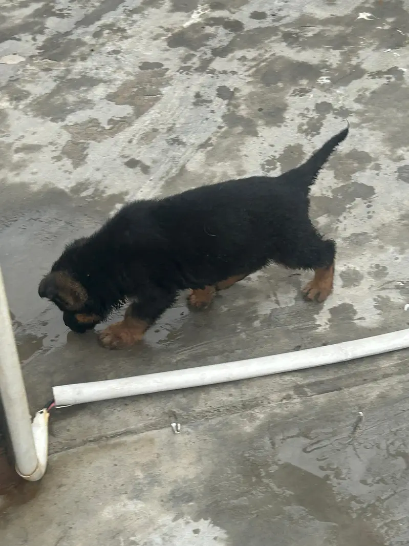 German Shepherd Dog puppies available male female — photo 5