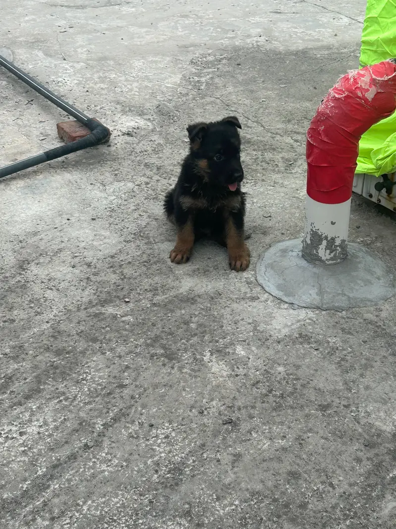 German Shepherd Dog puppies available male female — photo 6