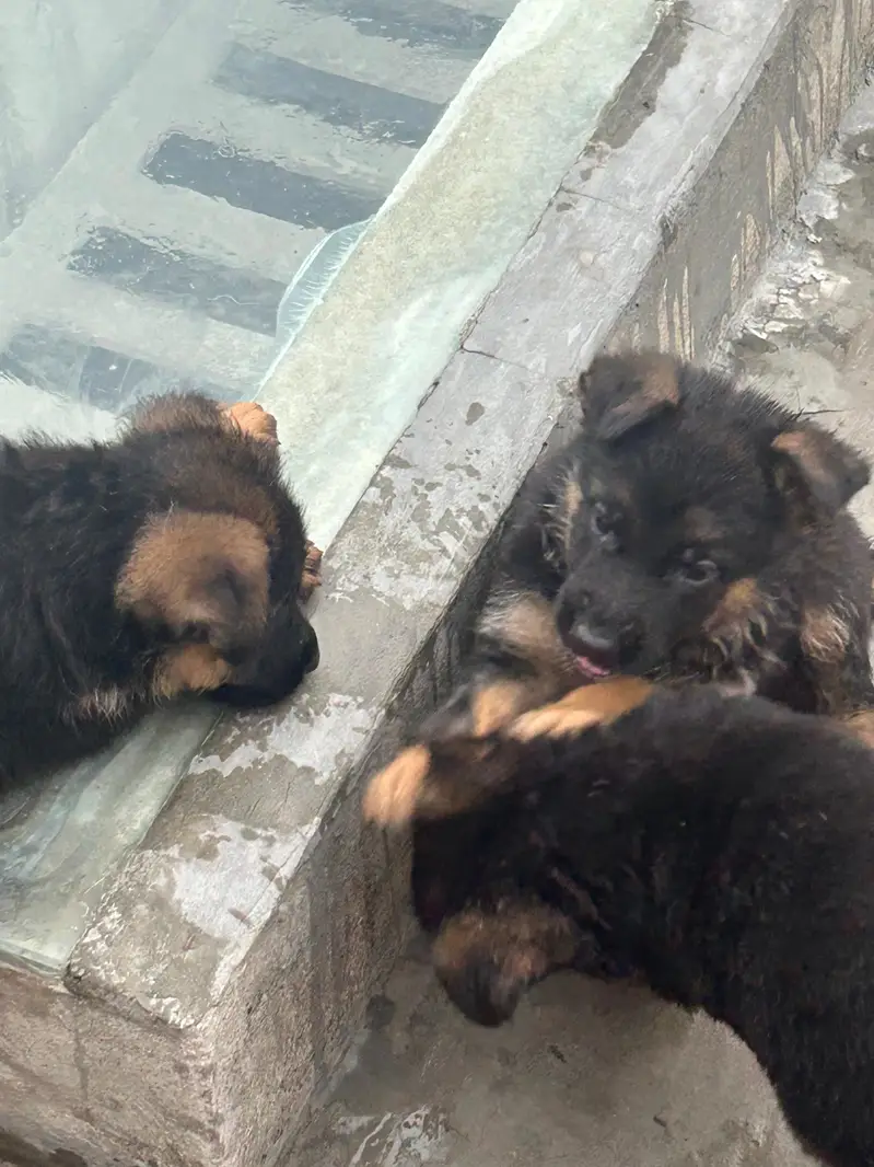 German Shepherd Dog puppies available male female — photo 7