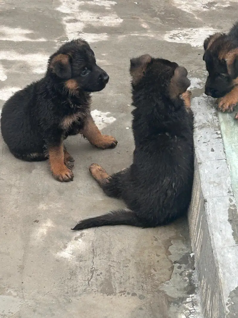 German Shepherd Dog puppies available male female — photo 8