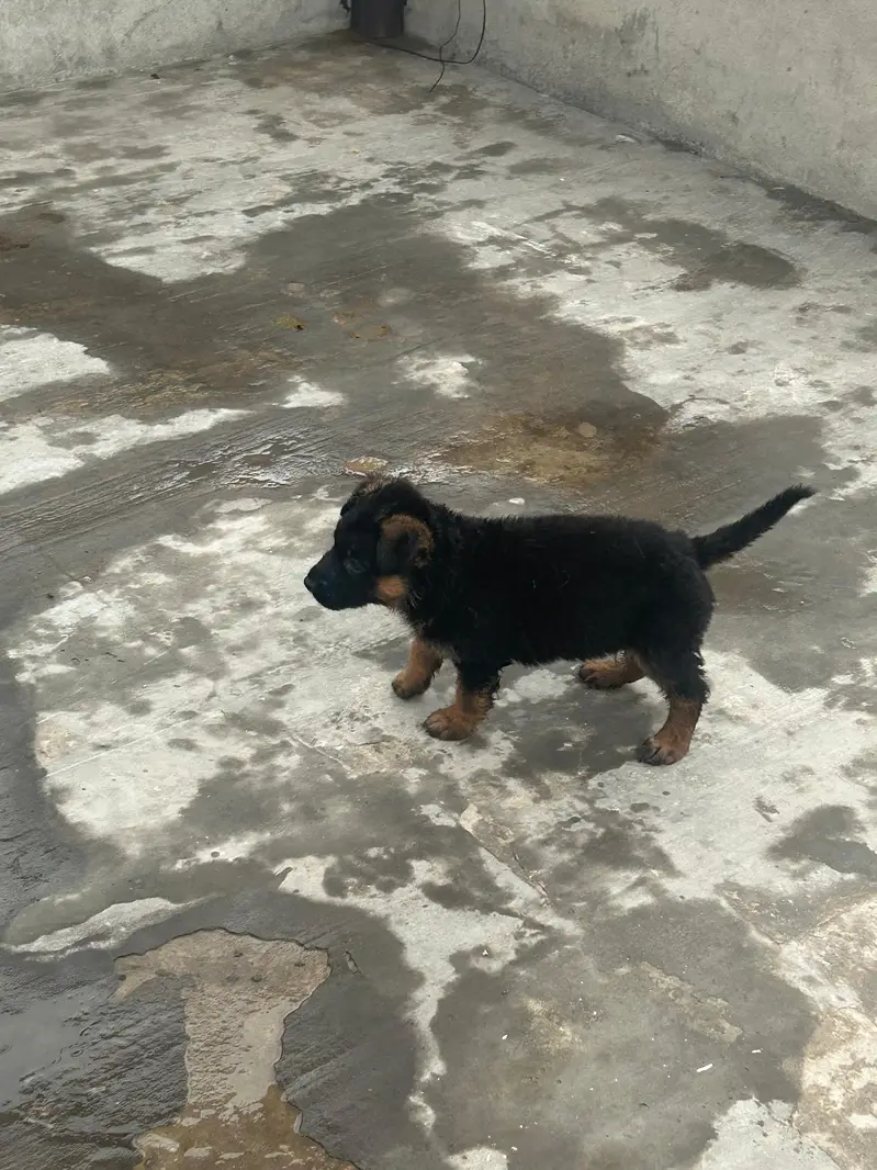 German Shepherd Dog puppies available male female — photo 9