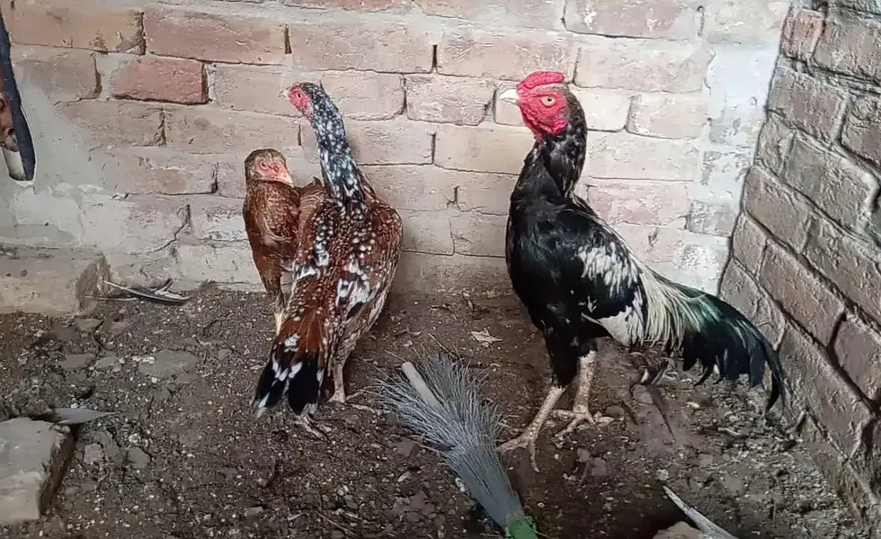 ASEEL 1 male 2 females — photo 2