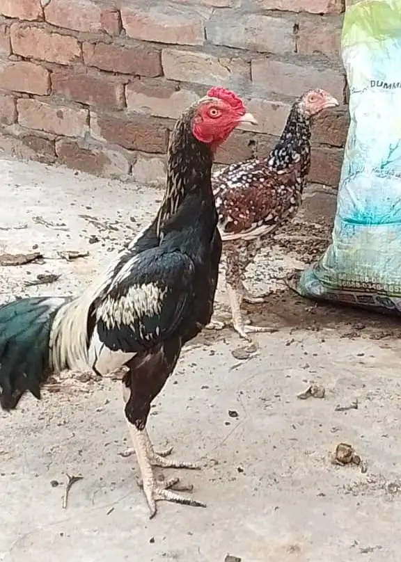 ASEEL 1 male 2 females — photo 3