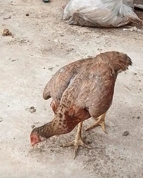 ASEEL 1 male 2 females — photo 5