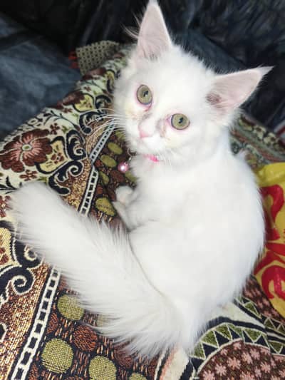 Double Coat Persian  kitten litter trained and very playful
