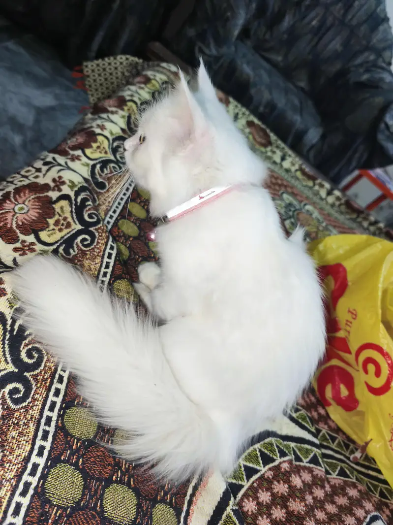 Double Coat Persian  kitten litter trained and very playful — photo 2