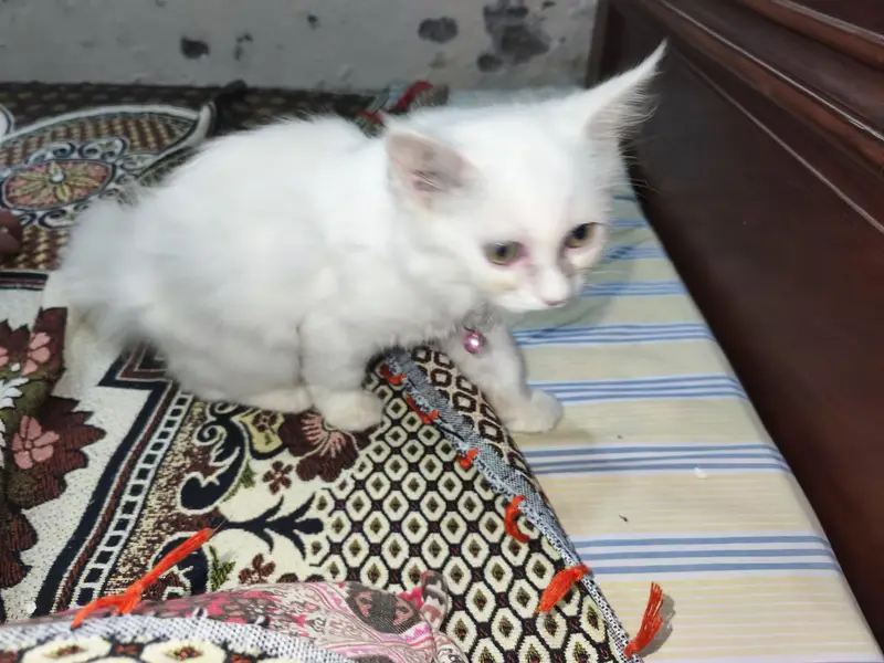 Double Coat Persian  kitten litter trained and very playful — photo 3