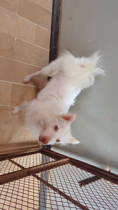Russian toy cute play full dog for sale